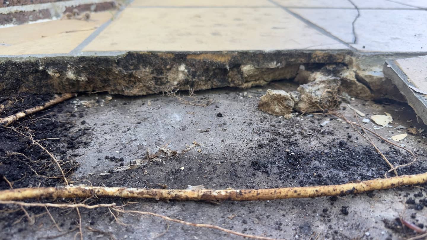 Tree root growing under lifted patio tiles, exposing the disturbed screed and soil that pushed the tiles up and cracked them