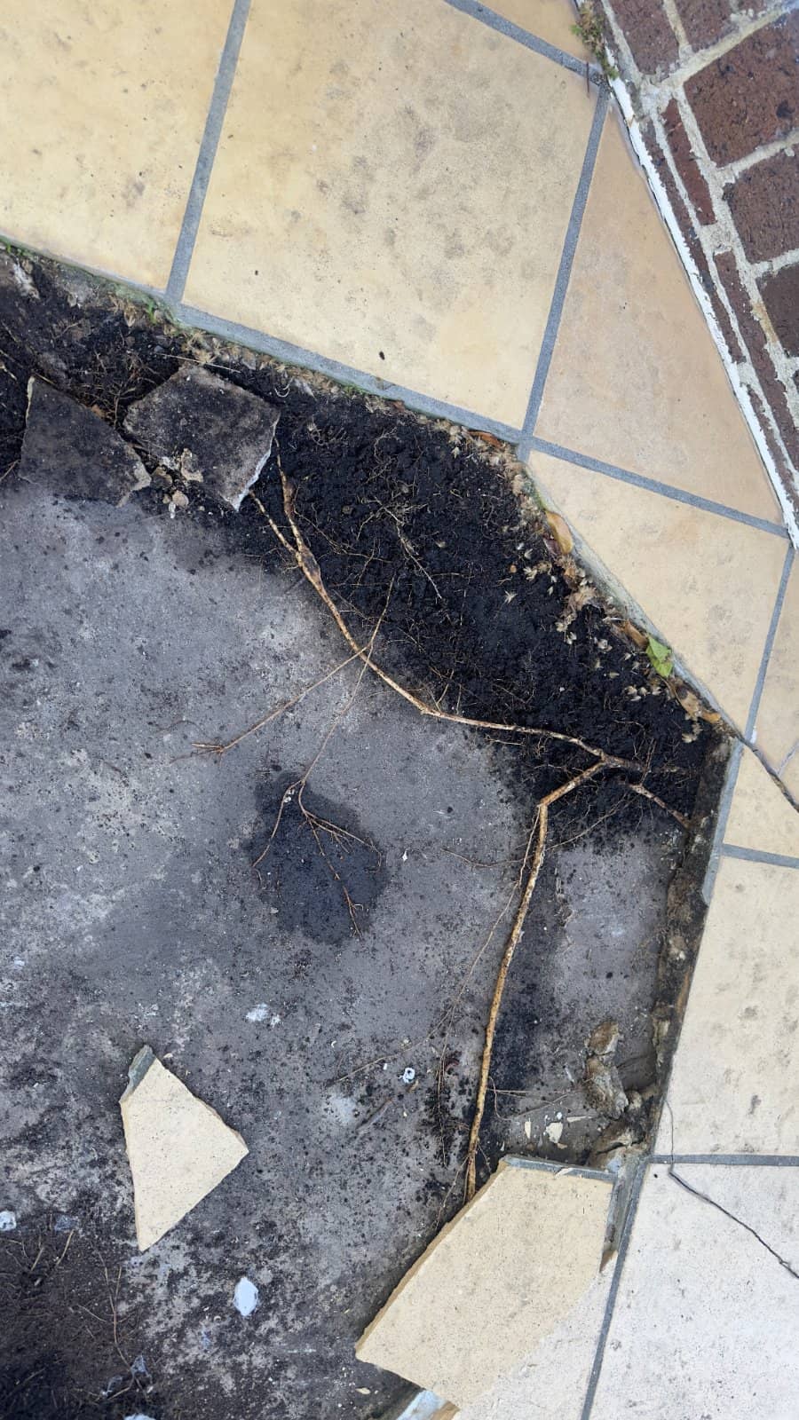 Thick roots exposed beneath lifted and cracked patio tiles after the tiles and screed were removed
