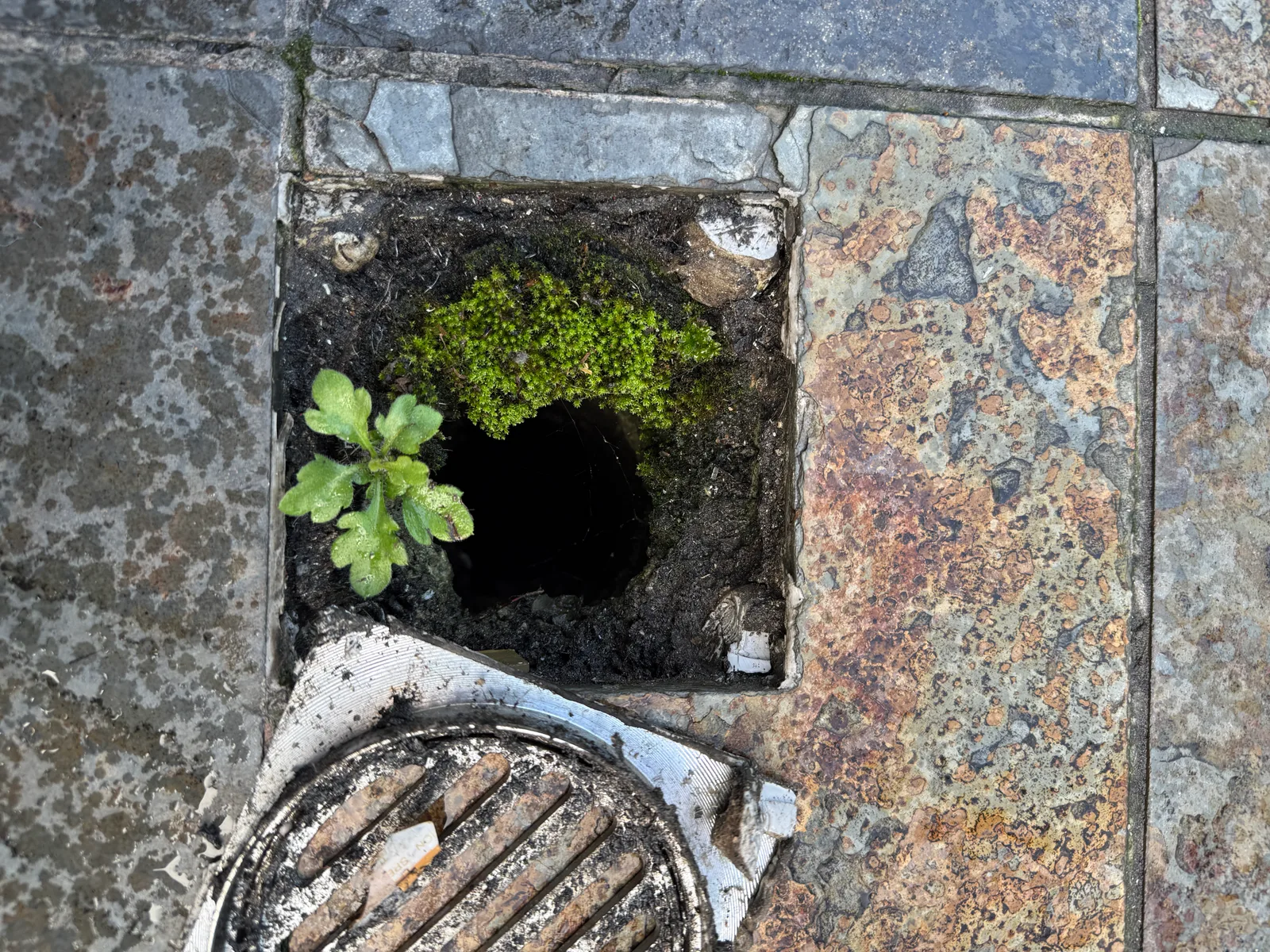 A roof drain blocked to the point that weeds had taken root in it