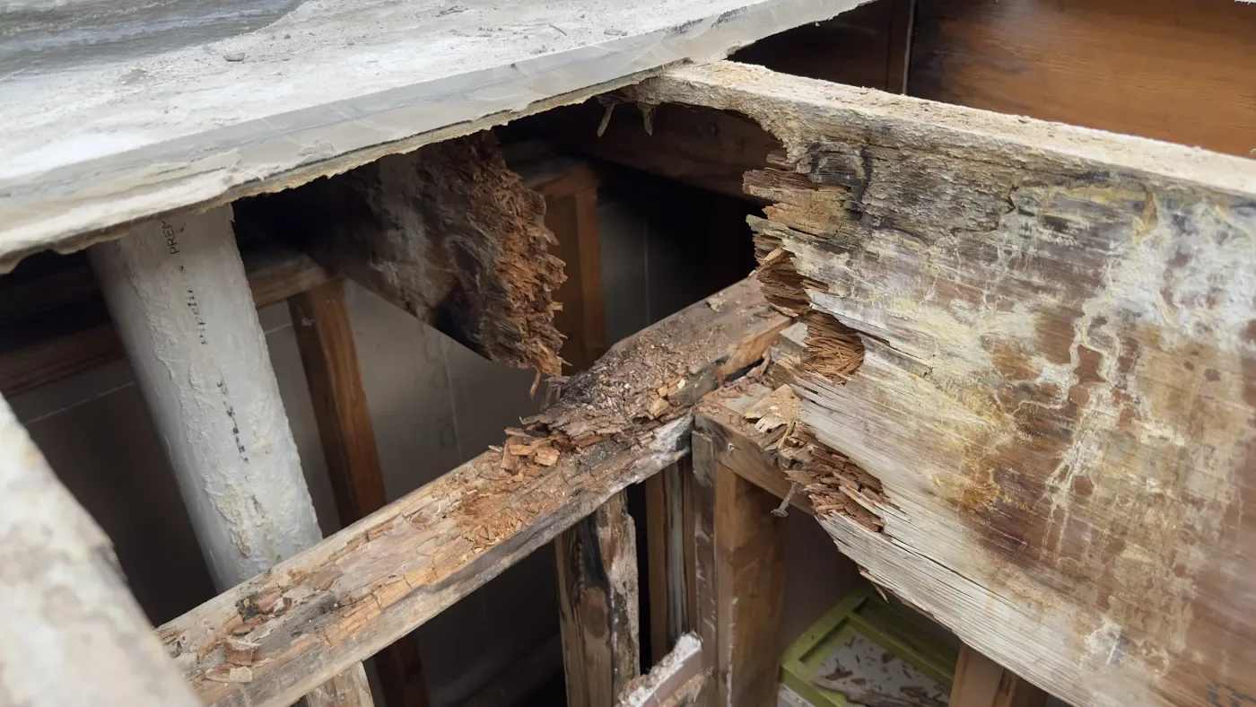 Roof structure opened up showing rot through the rafters and beam