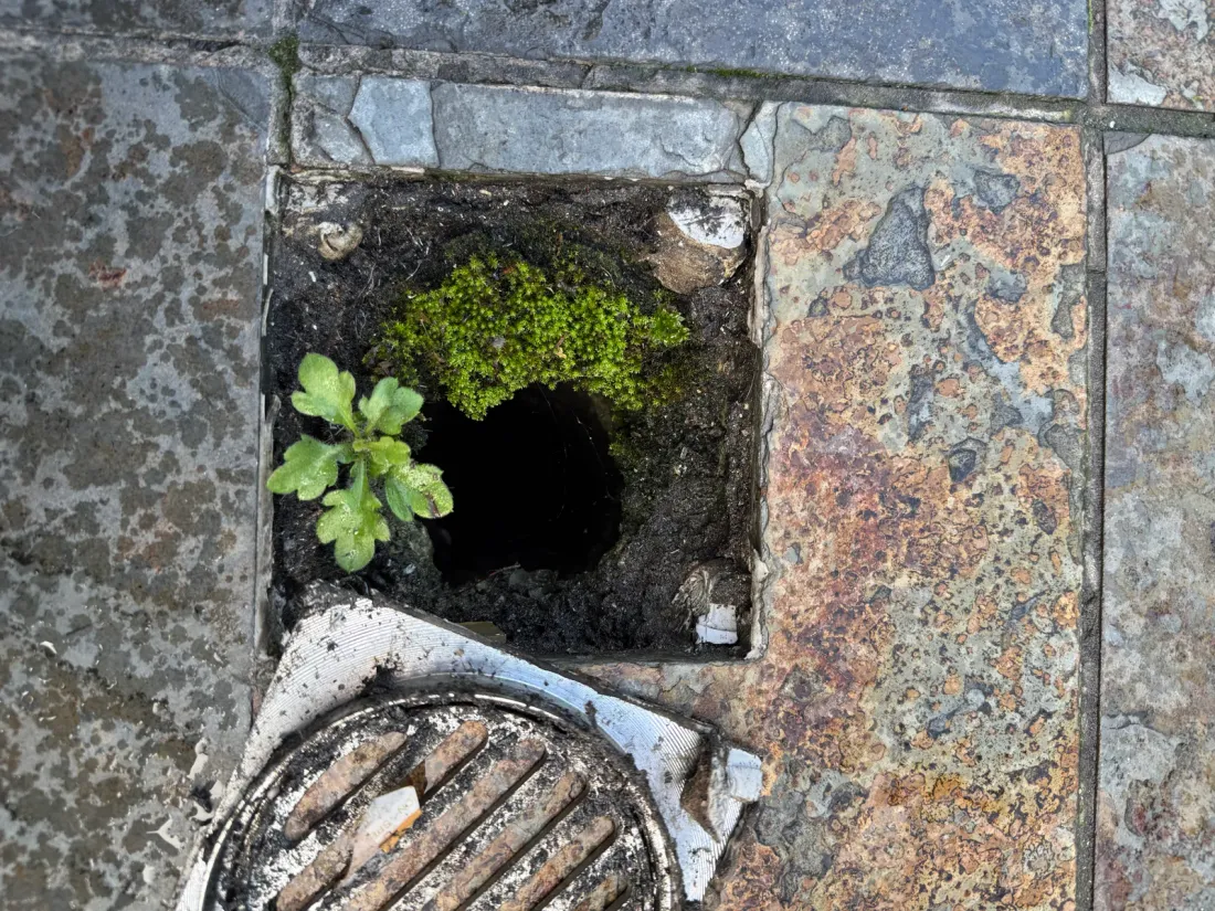 A roof drain blocked to the point that moss and a weed have taken root in it, with the grate lifted off to one side